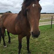 Dansk Varmblod Sonet