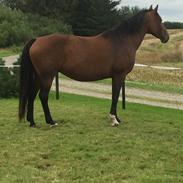 Dansk Varmblod Sonet