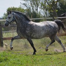 Welsh Mountain (sec A) Fakla Dream Away