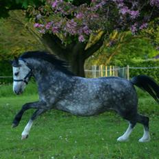 Welsh Mountain (sec A) Fakla Dream Away