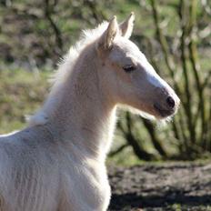 Palomino Miss sunshine *SOLGT*