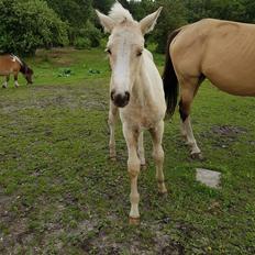 Palomino Miss sunshine *SOLGT*