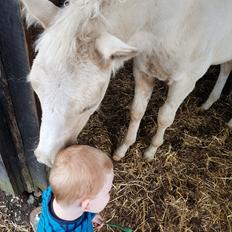 Palomino Miss sunshine *SOLGT*