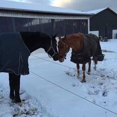 Anden særlig race Max