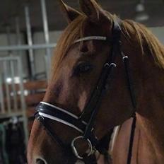 Anden særlig race Max