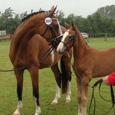 Dansk Varmblod Mayflower