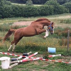 Dansk Varmblod Chess's Pretty Boy