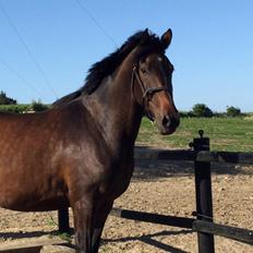Dansk Varmblod Petersmindes zarina