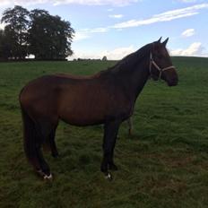 Dansk Varmblod Petersmindes zarina