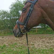 Dansk Varmblod Cæsar R.I.P