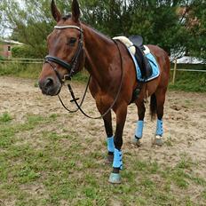 Dansk Varmblod Cæsar R.I.P