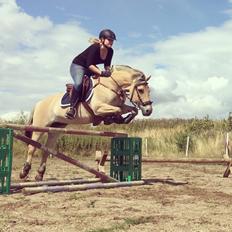 Fjordhest Monik thorsø