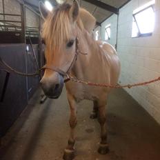 Fjordhest Diva Tidselbjerg [Tidl. passer] 