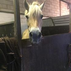 Fjordhest Diva Tidselbjerg [Tidl. passer] 