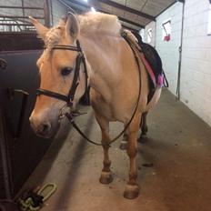 Fjordhest Diva Tidselbjerg [Tidl. passer] 