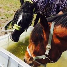 Anden særlig race Comino