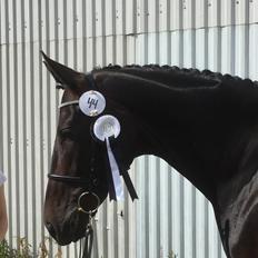 Dansk Varmblod Madel juan