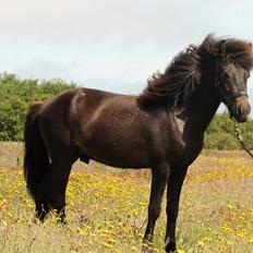 Islænder Eflir fra Vang