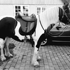 Tinker Skovbakkens Maggi May