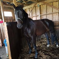 Oldenborg PATINA'S POWER GIRL solgt