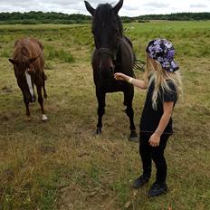 Oldenborg PATINA'S POWER GIRL solgt