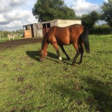 Traver Ja Post~Pub ( Popper )