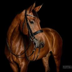 Dansk Varmblod Hotlier *R.I.P*