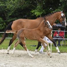 Dansk Varmblod Mayflower