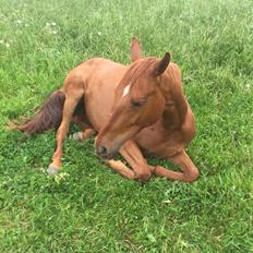 Palomino Holms Mr. Duddits