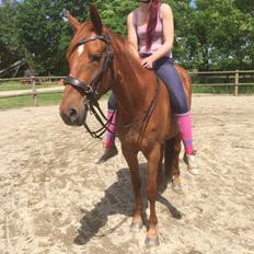 Palomino Holms Mr. Duddits