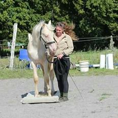 Anden særlig race Dyrekjærs Amazing Damian (solgt)