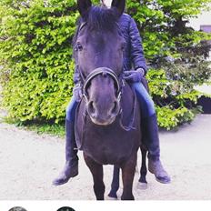 New Forest Martini hedevang