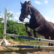 New Forest Martini hedevang