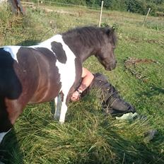 Anden særlig race sarah