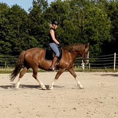 Welsh Pony af Cob-type (sec C) Pwllmelin Georgina (Blob) 