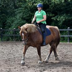 Sydtysk Koldblod Daedalus [Himmelhest]