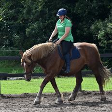 Sydtysk Koldblod Daedalus [Himmelhest]