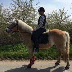 Haflinger Kiwi Elghusets