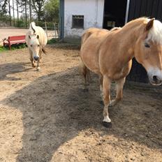 Haflinger Kiwi Elghusets