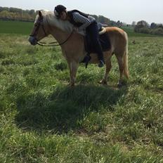 Haflinger Kiwi Elghusets