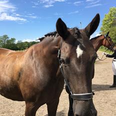 Anden særlig race Soffi