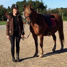 Welsh Cob (sec D) Rudi