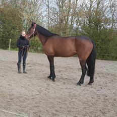 Anden særlig race Sacha 