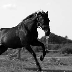 Dansk Varmblod Madel juan