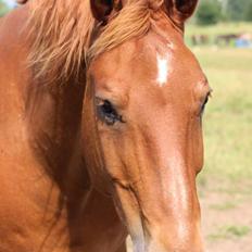 Frederiksborg Felix landlyst tidligere hest