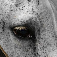 Dansk Varmblod Møllgårds Wilhma