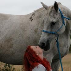 Dansk Varmblod Møllgårds Wilhma
