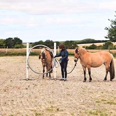 Anden særlig race Islænder - Tristan Son Of The Guardians.