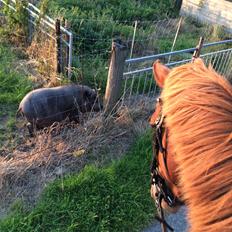 Anden særlig race Nørretellings Stromberg