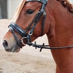 Anden særlig race Nørretellings Stromberg